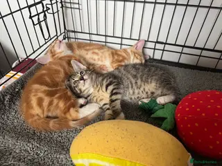 American Shorthair cats 1 Female kitten left ready to leave and find a lap - Advert 1