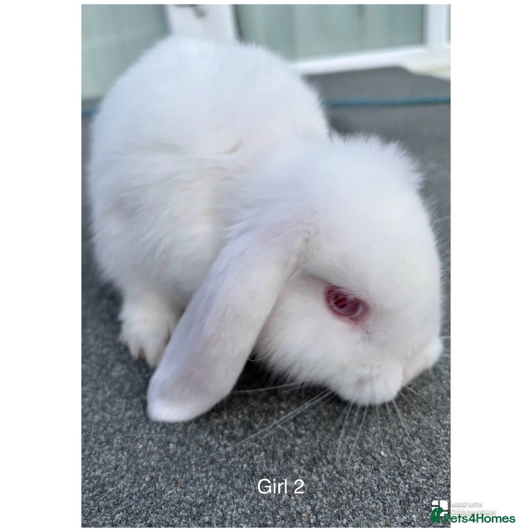 Mini Lop rabbits for sale: Albino Minilops - Advert 5