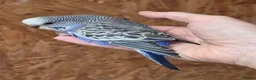 Budgerigars birds for sale: Hand tame violet baby budgies for sale  - Advert 7