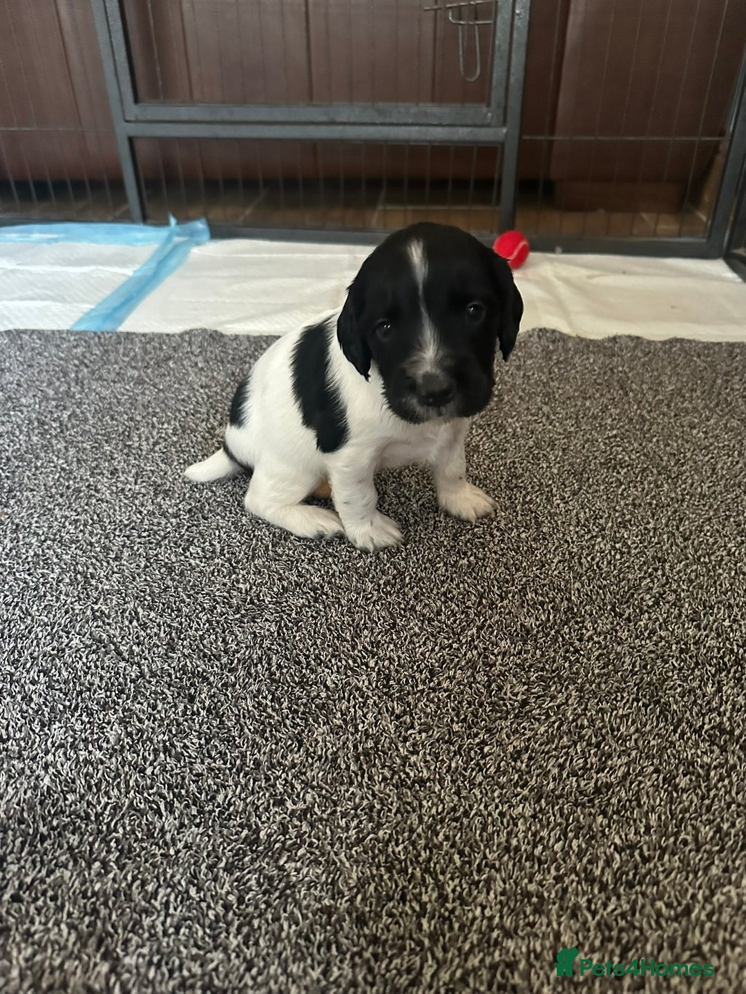 English Springer Spaniel dogs for sale: Gorgeous working English Springer Spaniel Puppies - Image 14