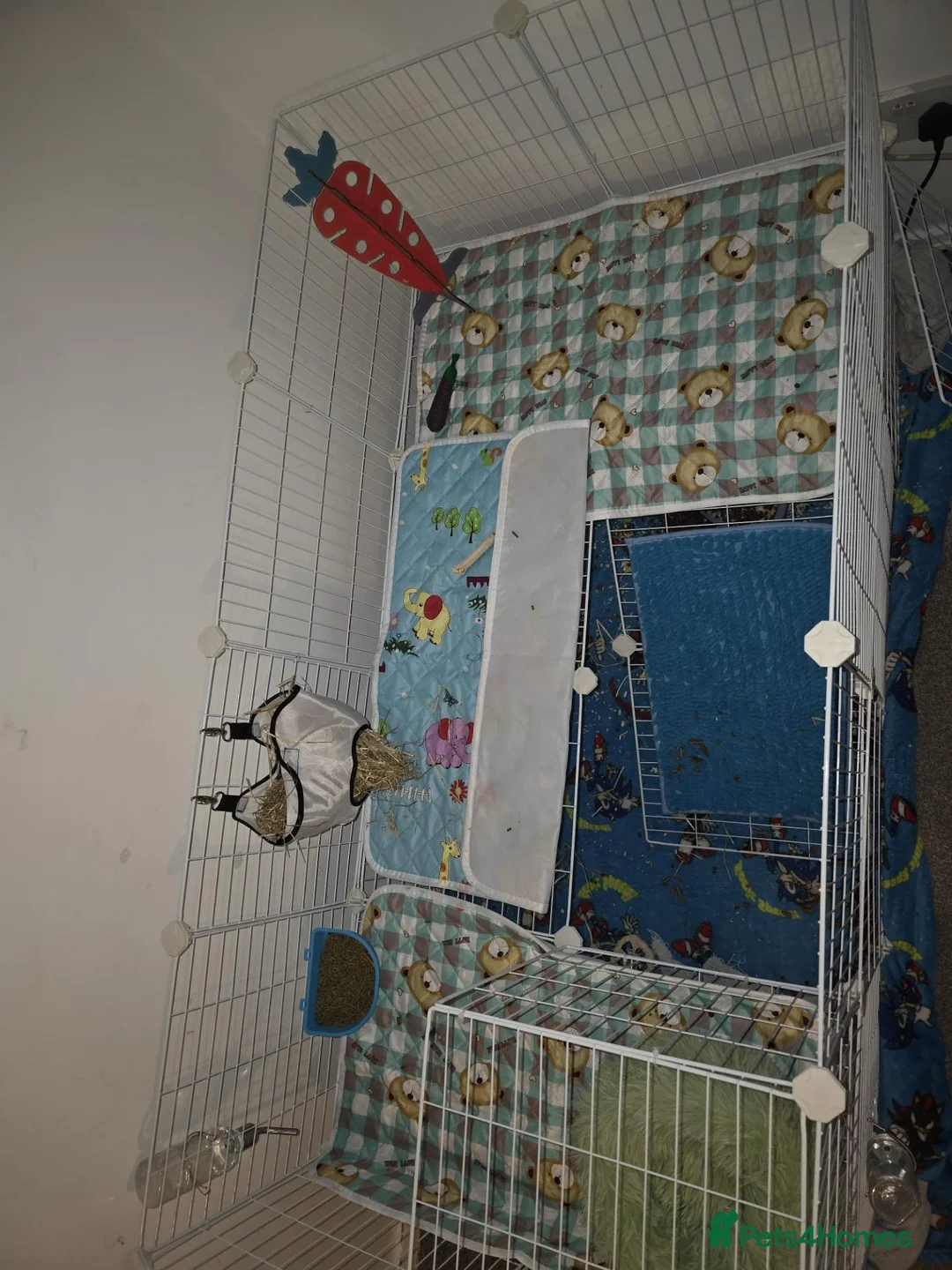 Netherland Dwarf rabbits for sale: Netherland dwarf bunny looking for a new home in Liverpool - Advert 11
