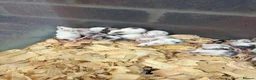 Mouse rodents for sale: Fancy mice for sale  - Advert 3