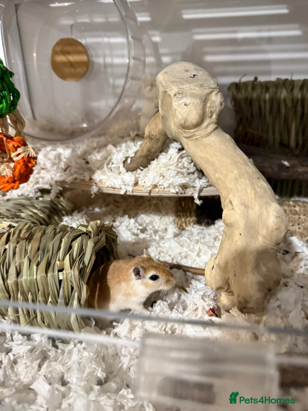 Gerbil rodents for sale: 2 Female Gerbils + BUCATSTATE setup - Advert 6
