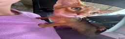 Abyssinian cats for sale: Selling 3 month Abyssinian female kitten in London - Advert 2