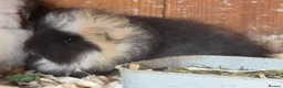 Guinea Pig rodents for sale: Beautiful pure bred Swiss guinea pig sows - Advert 2