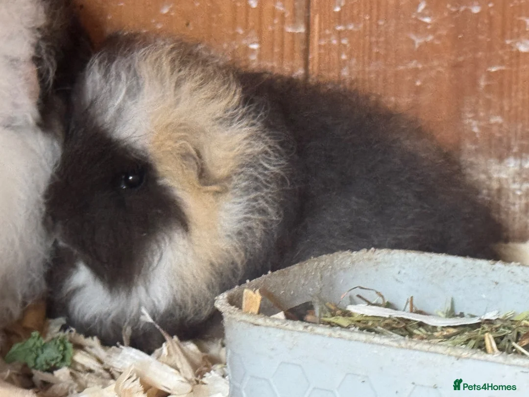 Guinea Pig rodents for sale: Beautiful pure bred Swiss guinea pig sows - Advert 2