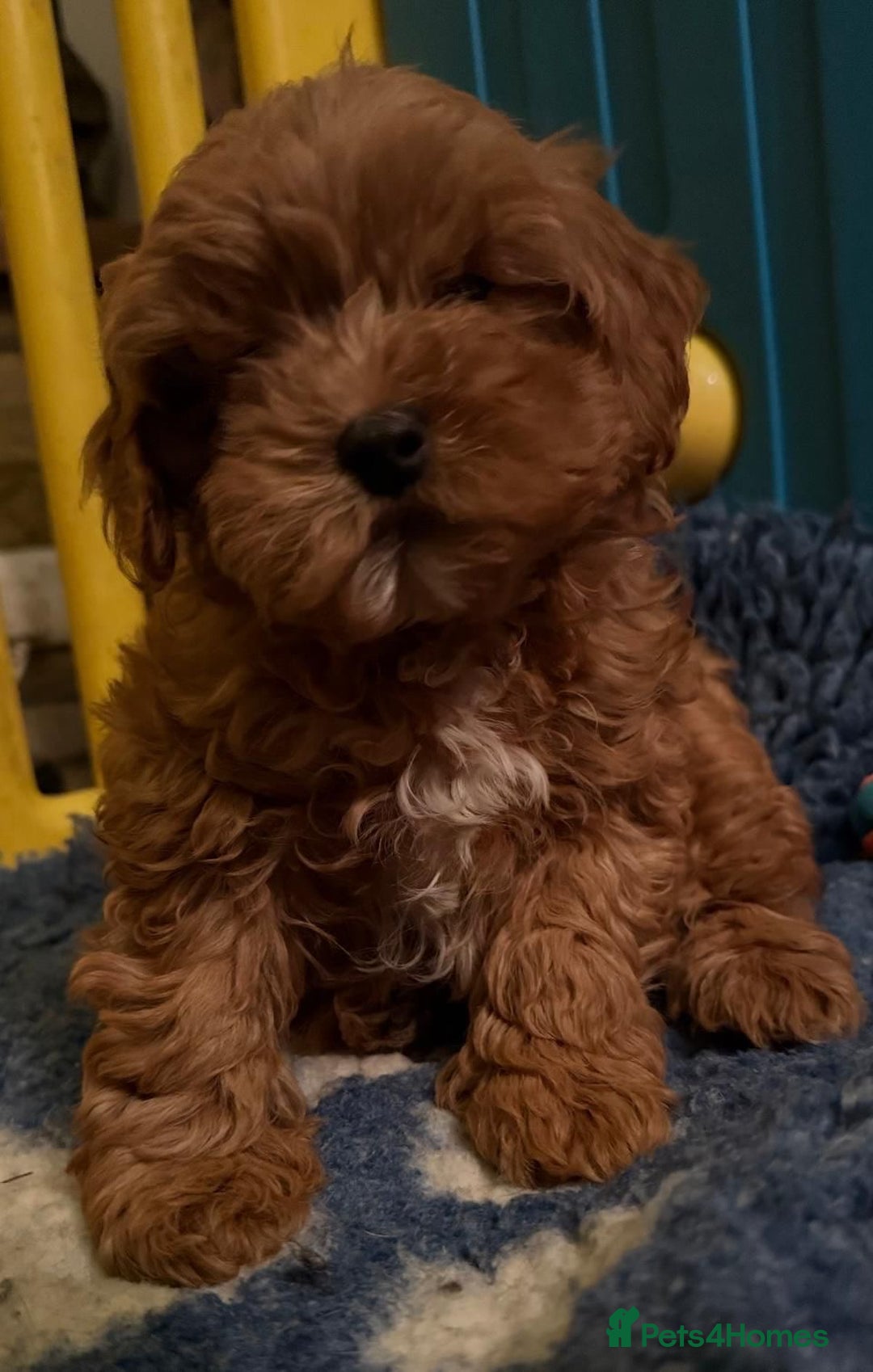 Cavapoo dogs for sale: Stunning Tiny Toy Cavapoos  - Advert 11