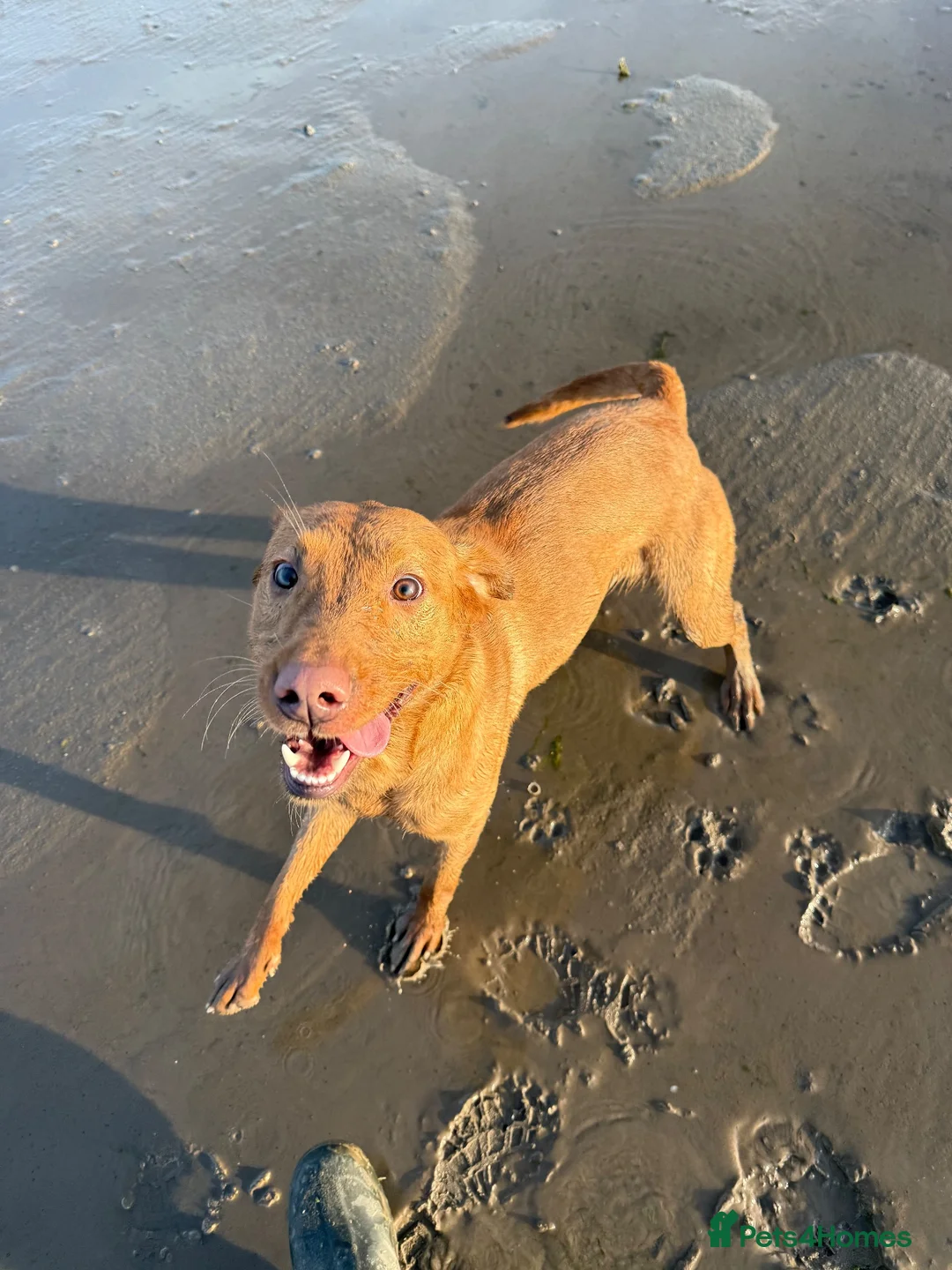 Labrador Retriever dogs for sale: Labrador Retriever (Tilly) in Poulton-le-Fylde - Advert 2