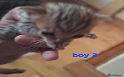 Savannah cats for sale: Savannah SBTF6 cubs with Serval traits stunning - Advert 10