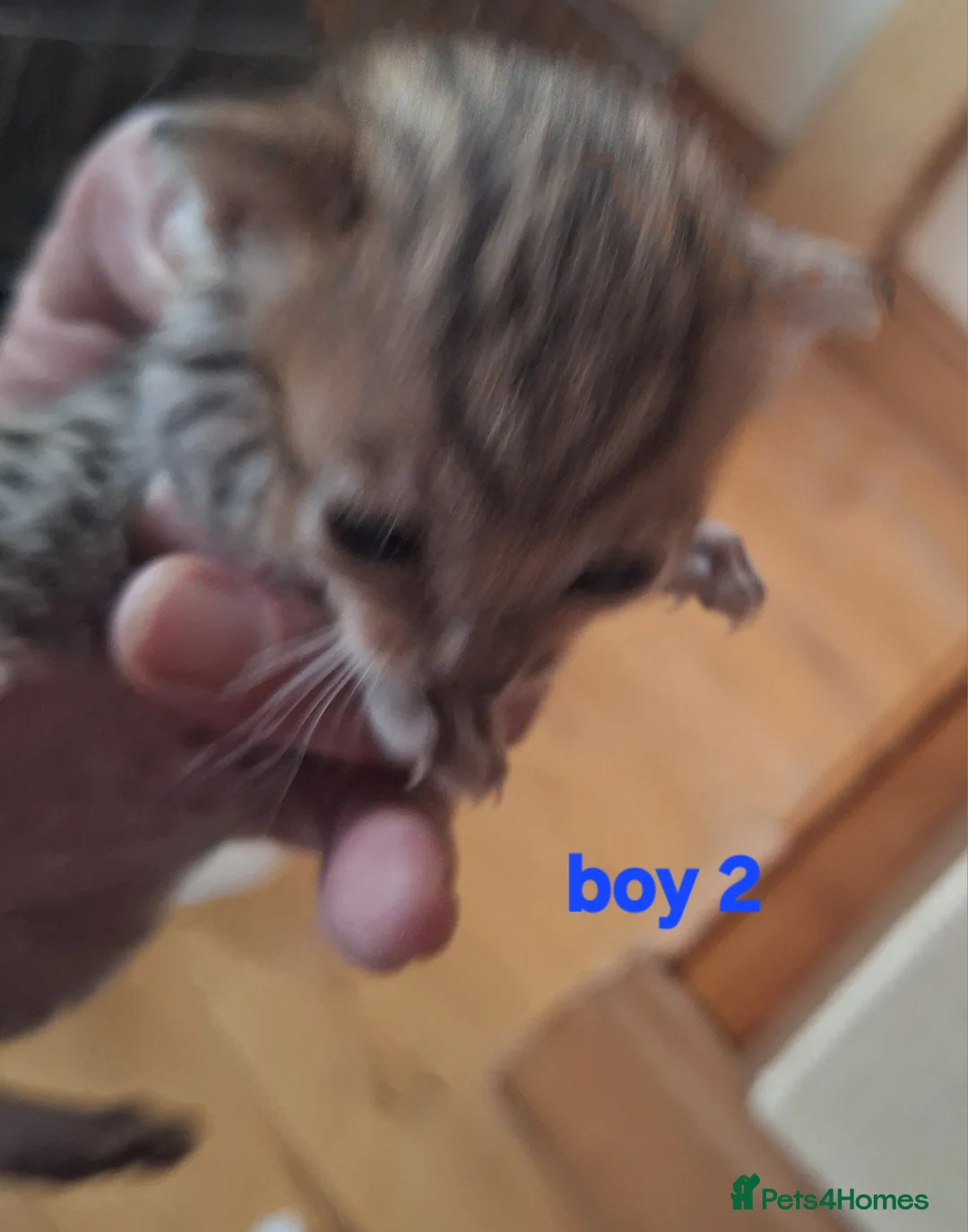 Savannah cats for sale: REDUCED! Savannah SBTF6 cubs with Serval traits - Advert 14