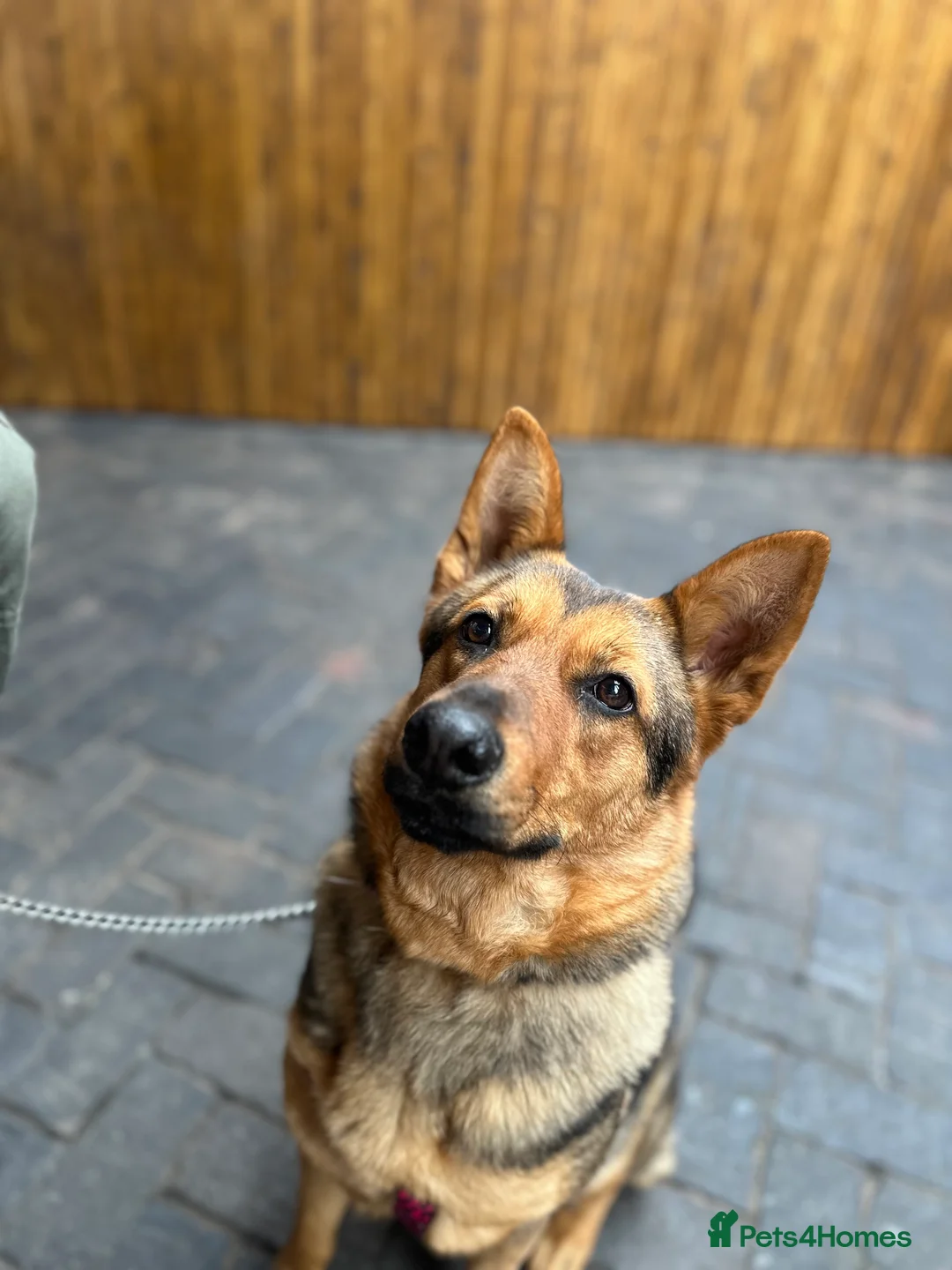 Mixed Breed dogs for sale: 2 year old mixed German Shepard  - Advert 9