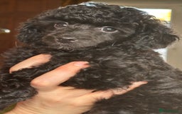 Toy Poodle dogs for sale: Adorable little toy poodle girls  - Image 10