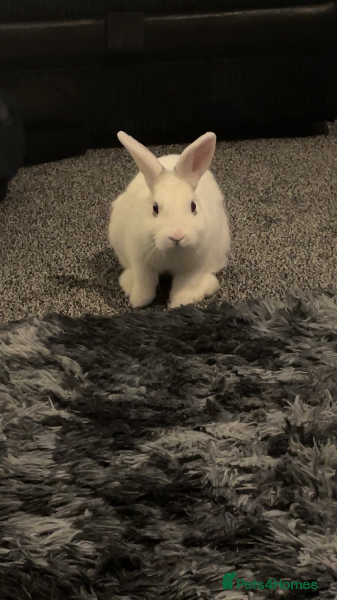 New Zealand rabbits New Zealand white  - Advert 1