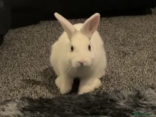 New Zealand rabbits New Zealand white - Advert 12