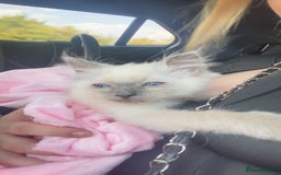 Ragdoll cats for sale: female ragdoll kitten  - Image 5