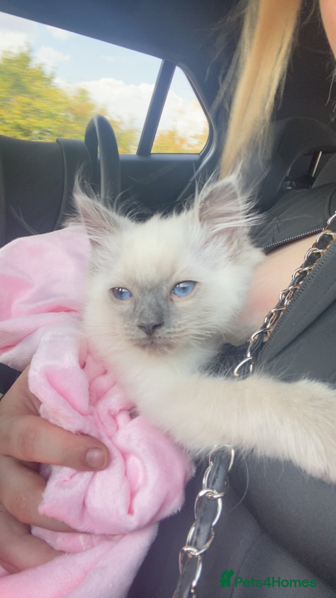 Ragdoll cats for sale: female ragdoll kitten  - Image 5