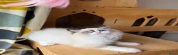 Ragdoll cats for sale: Adorable Ragdoll Kittens - 12 Weeks, Ready Now - Advert 16