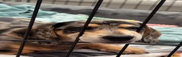 Miniature Dachshund dogs for sale: Gorgeous girl looking for a new home  - Advert 4