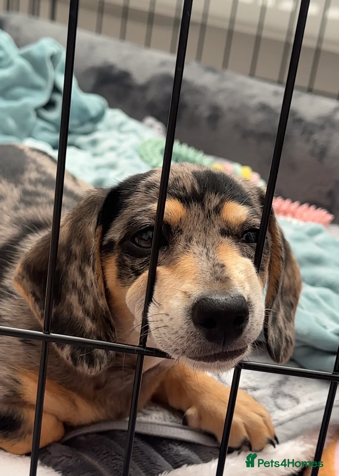 Miniature Dachshund dogs for sale: Gorgeous girl looking for a new home  - Advert 4