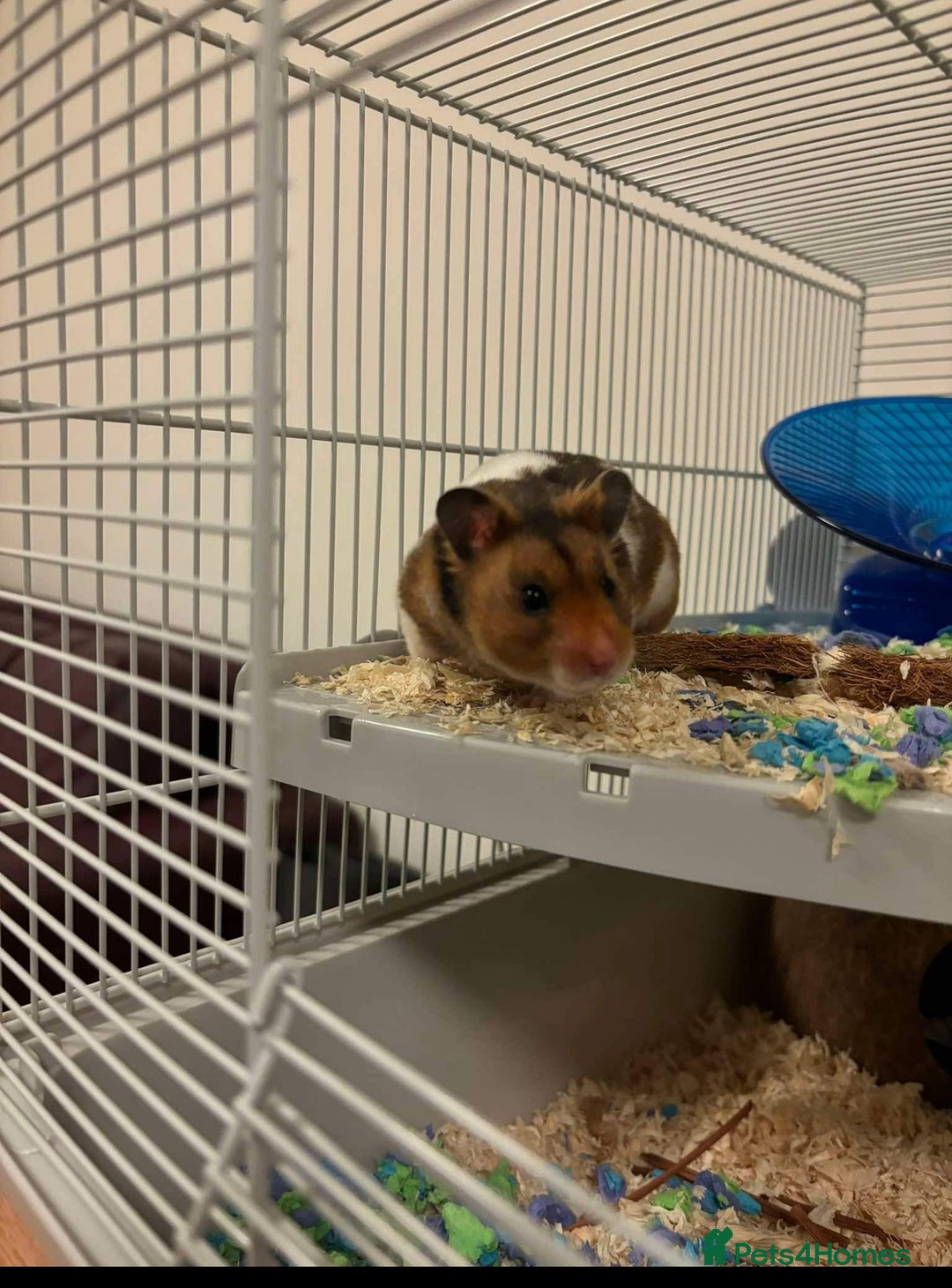 Hamster rodents for sale: Syrian Hamster  - Image 4