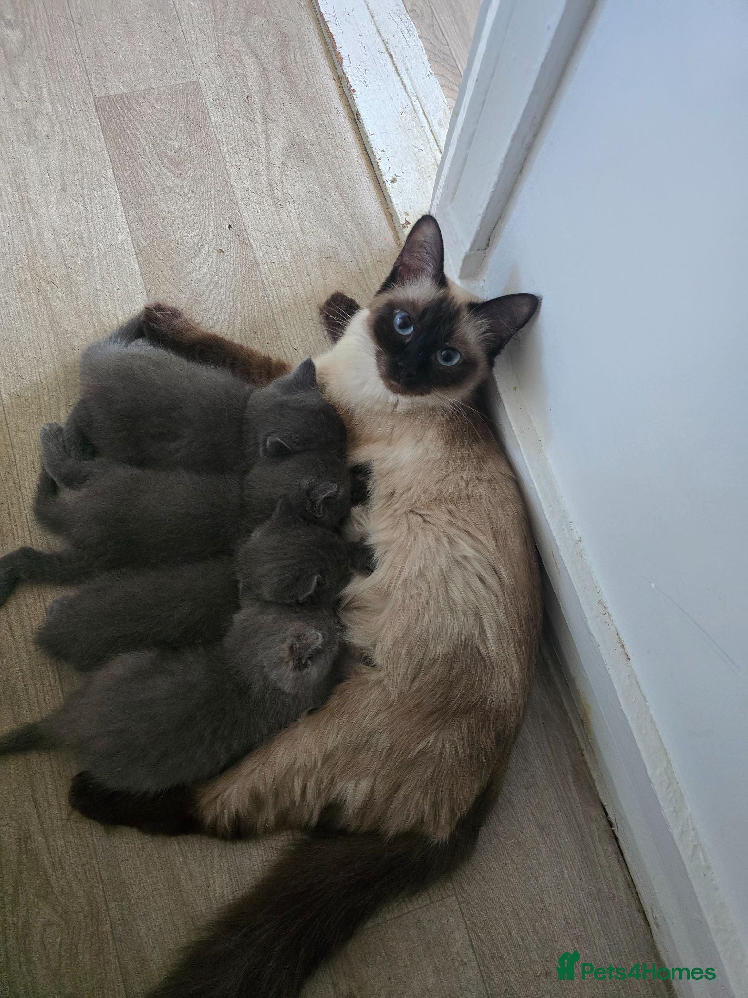 British Shorthair cats British mix kittens  - Advert 13