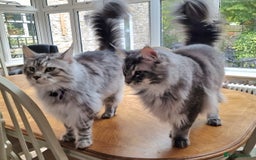 Maine Coon cats for sale: Two Maine Coon Brothers - Image 1