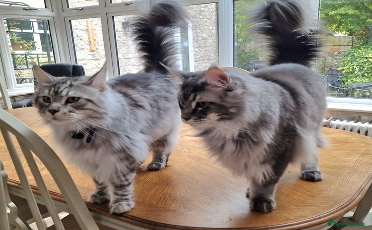 Maine Coon cats - Advert 10
