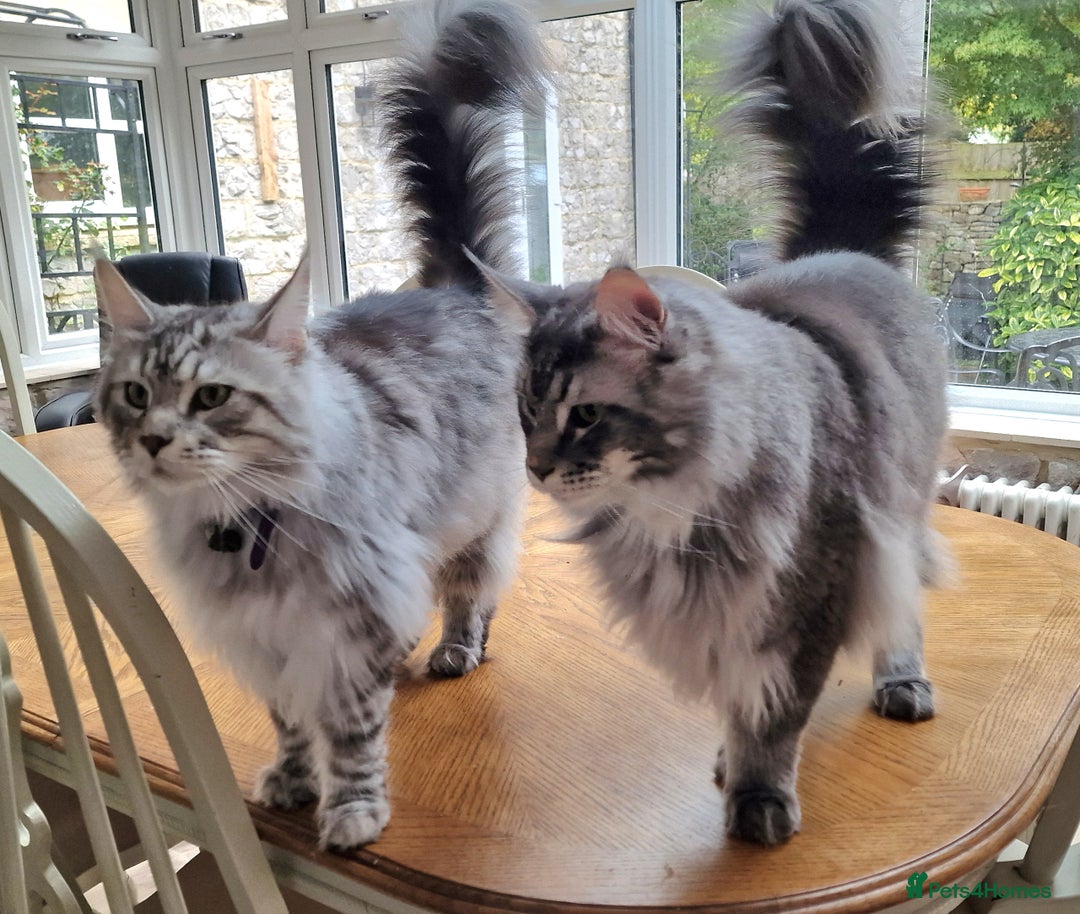 Maine Coon cats for sale: Two Maine Coon Brothers - Image 1