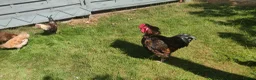 Chickens poultry for sale: Roosters and cockerels for Sale in Northolt - Advert 9