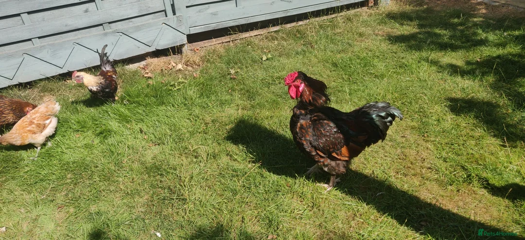 Chickens poultry for sale: Roosters and cockerels for Sale in Northolt - Advert 9