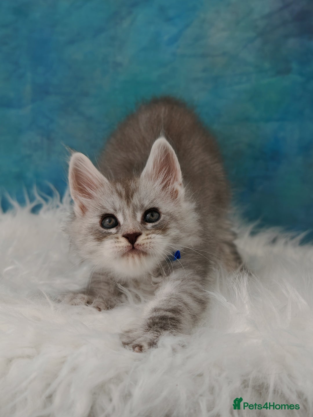 Maine Coon cats for sale: Shaded line Maine Coon kittens - Advert 7