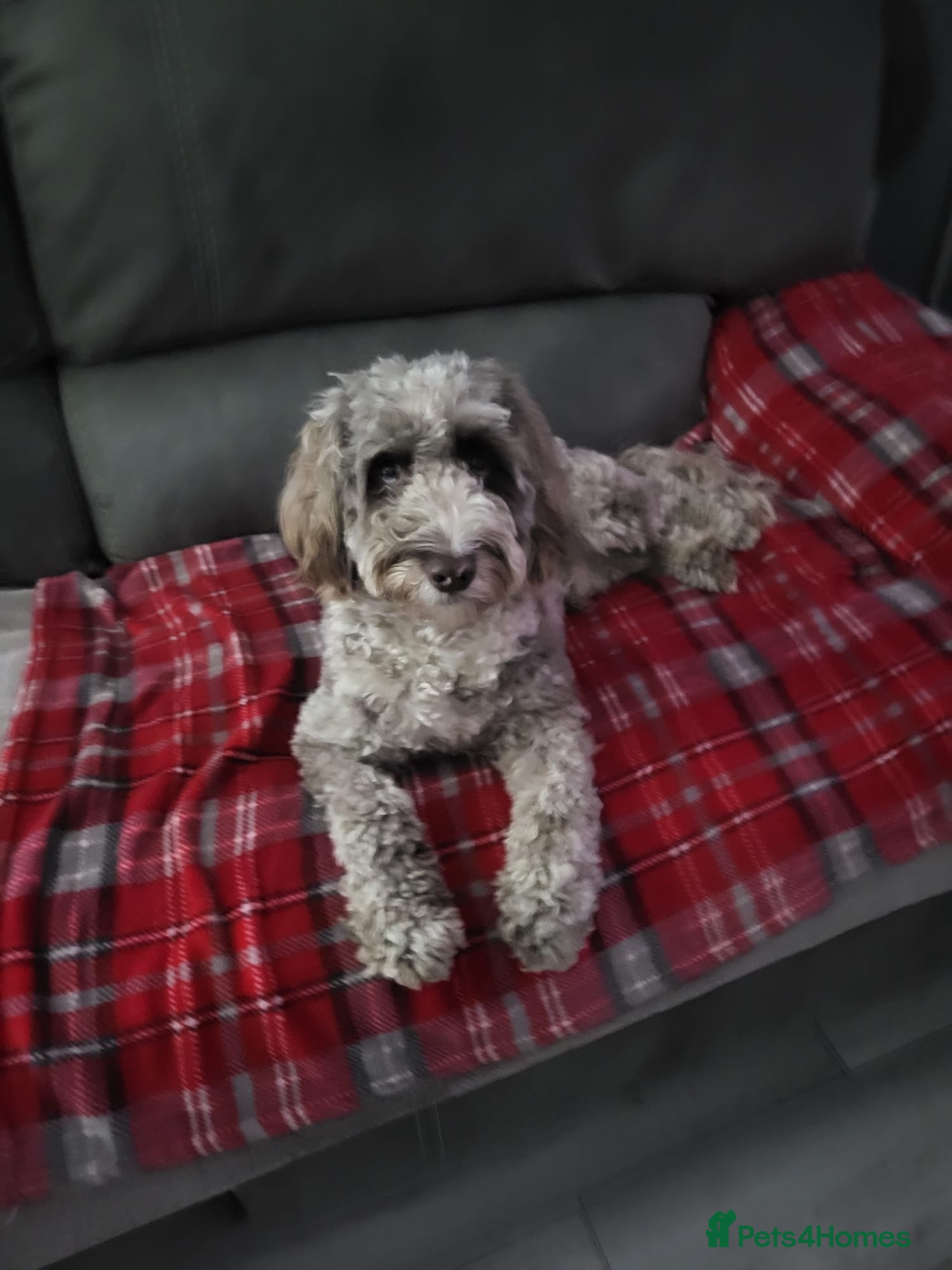 Cockapoo dogs Buddy needs a new home - Advert 1