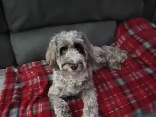 Cockapoo dogs Buddy needs a new home - Advert 11