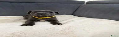 Staffordshire Bull Terrier Puppy 3