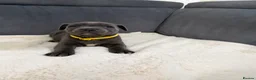 Staffordshire Bull Terrier dogs for sale: Blue Staffordshire bull terriers  - Advert 14