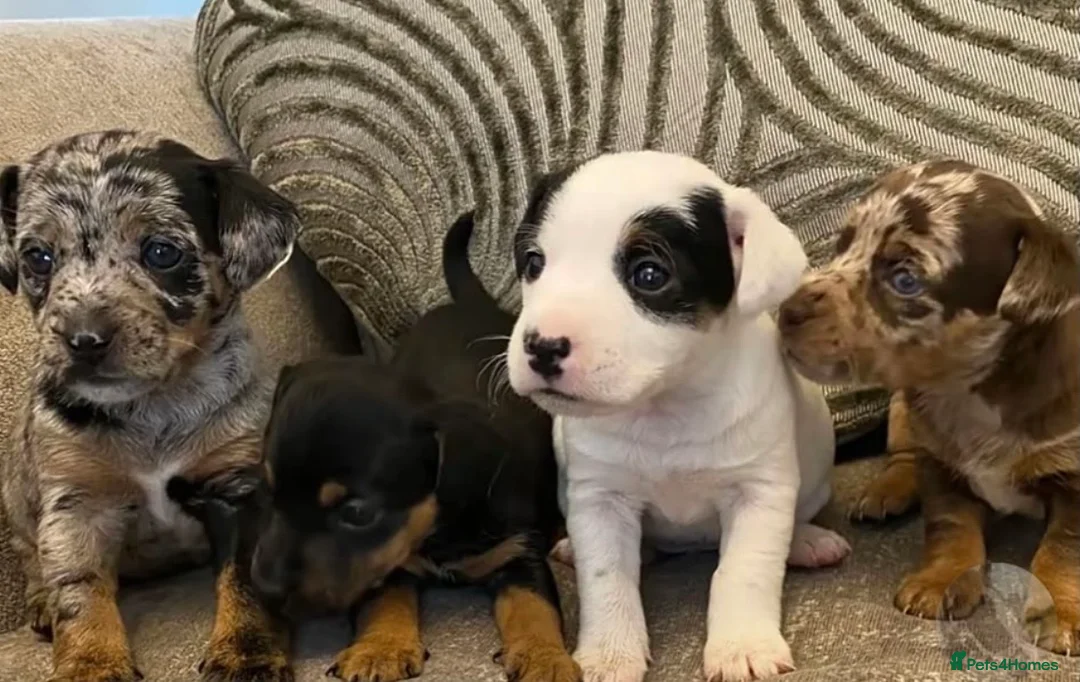 Jack Russell dogs for stud: Merle jack Russell for stud  - Advert 11