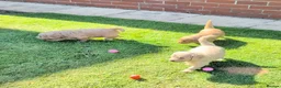 Goldendoodle dogs for sale: Golden doodles F1 in Grimsby - Advert 20