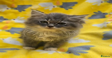 Ragdoll cats - Advert 15