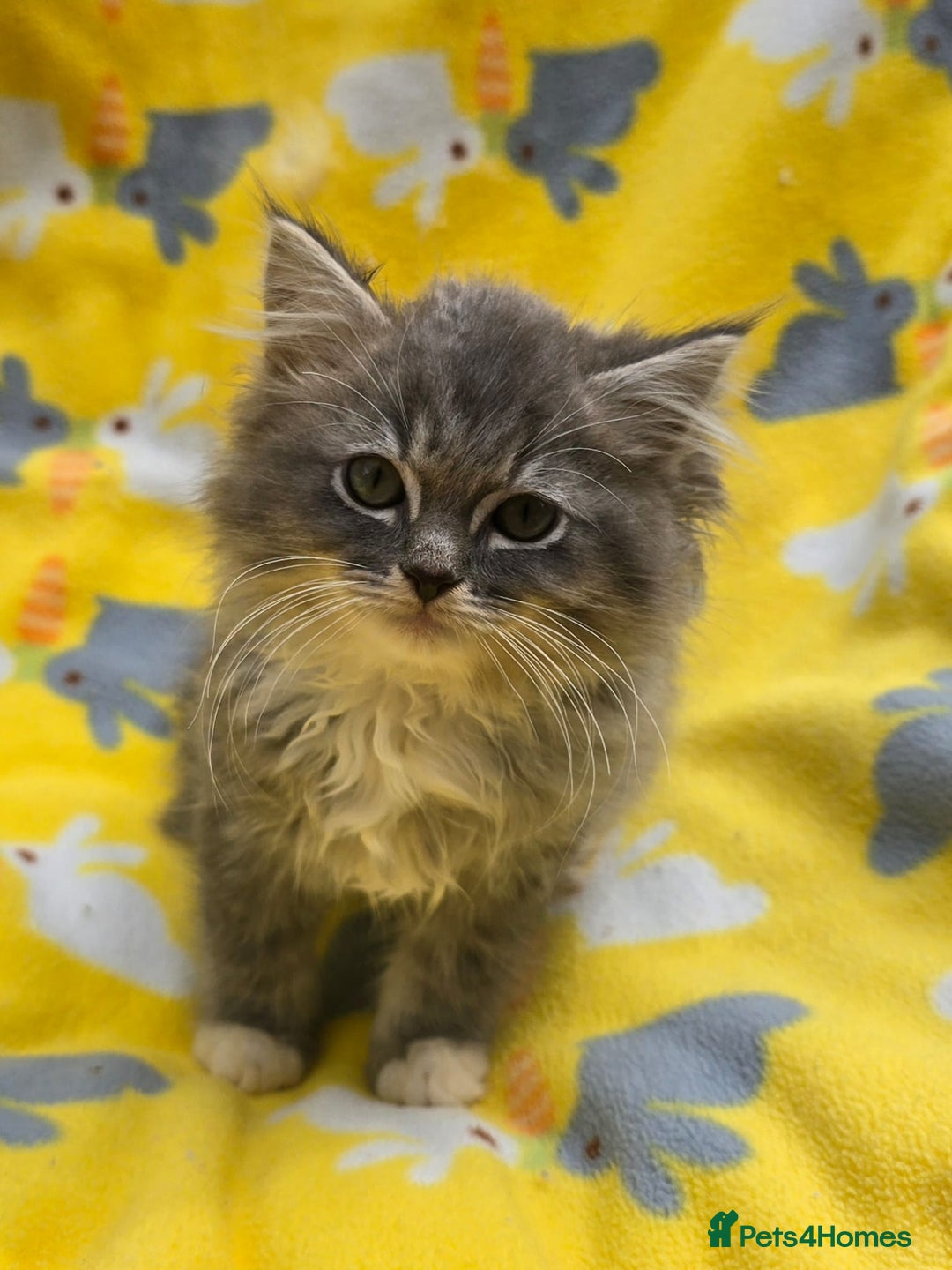 Ragdoll cats for sale: TICA REGISTERED RAGDOLL KITTENS  - Image 3