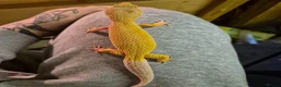Leopard Gecko reptiles for sale: Female patternless gecko - Advert 2
