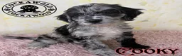 Cockapoo dogs for sale: 💖 Exceptional F1 Cockapoo Puppies 💖  - Advert 30