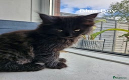 Mixed Breed cats for sale: Ragdoll x maincoon - Image 15