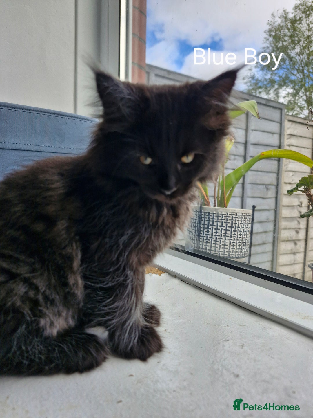 Mixed Breed cats for sale: Ragdoll x maincoon - Image 15