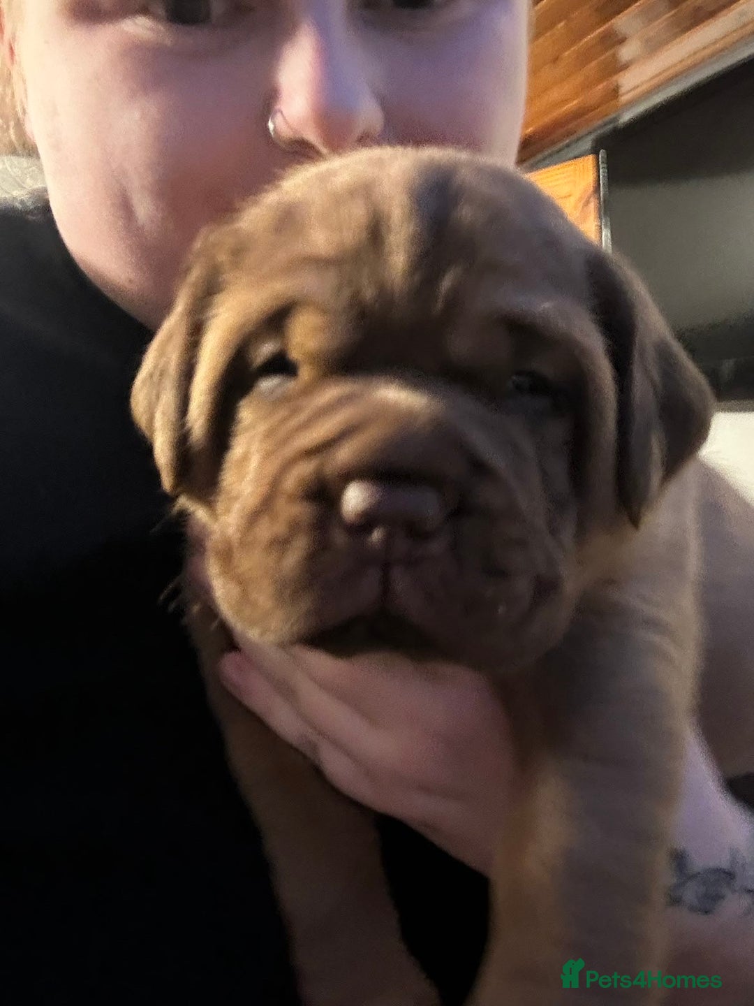 Dogue De Bordeaux dogs for sale: 🐾Dogue de Bordeaux Puppies Champion Bloodlines  - Image 4