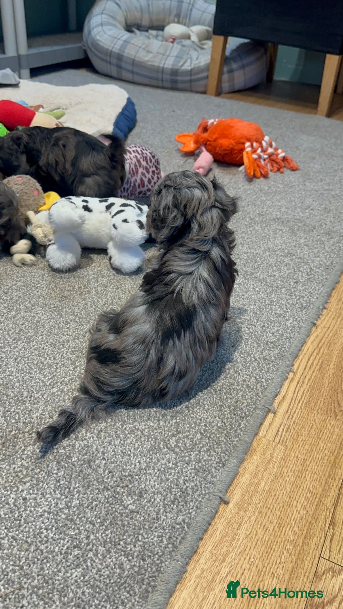Doxiepoo dogs for sale: Stunning dachshund/poodle pups - Advert 28