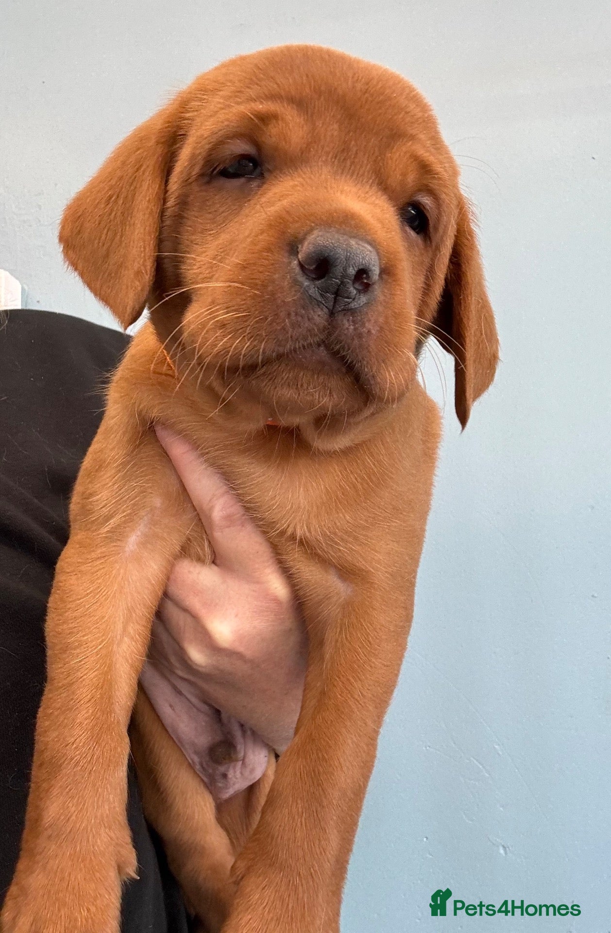 Labrador Retriever dogs True Fox Red Labrador Litter Boys & Girls  - Advert 2