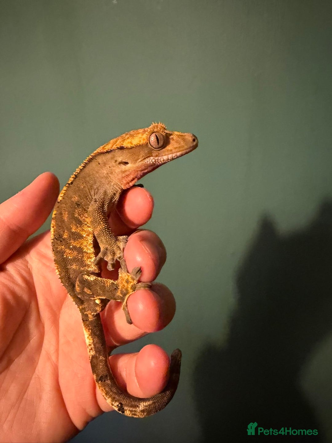 Gecko reptiles for sale: Crested Gecko For Sale - Advert 3