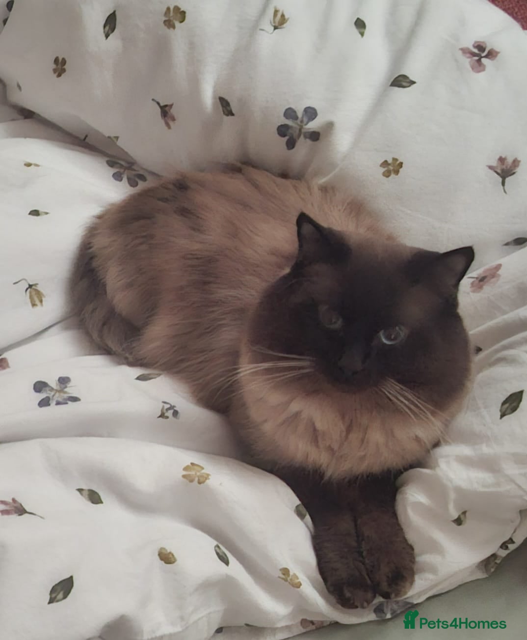 Ragdoll cats Gentle and loving seal point Ragdoll - Advert 4