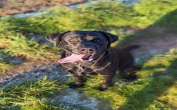Labrador Retriever dogs for stud: One-Off Stud Opportunity. KC checked & registered - Image 9
