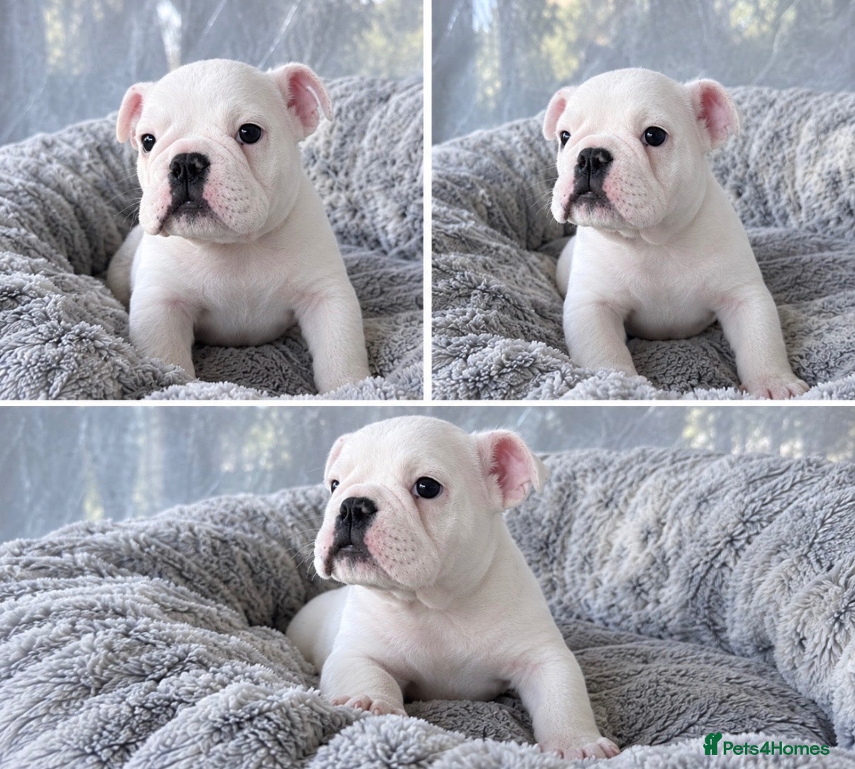 English Bulldog dogs LAST LITTLE GIRL AVAILABLE - READY NOW - Advert 15